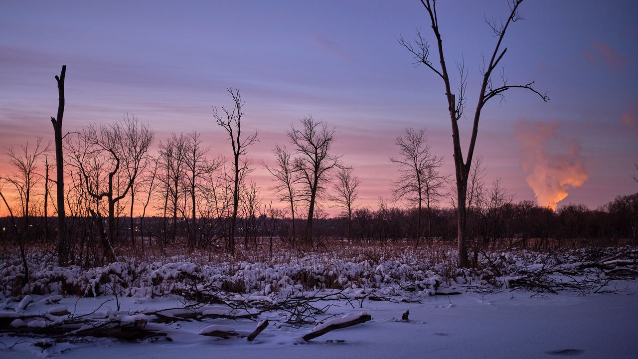 Wallpaper trees, snow, winter, sunrise