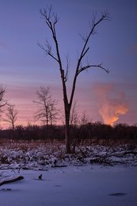 Preview wallpaper trees, snow, winter, sunrise