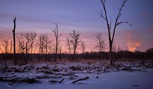 Preview wallpaper trees, snow, winter, sunrise