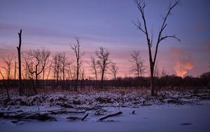 Preview wallpaper trees, snow, winter, sunrise