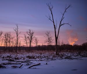 Preview wallpaper trees, snow, winter, sunrise