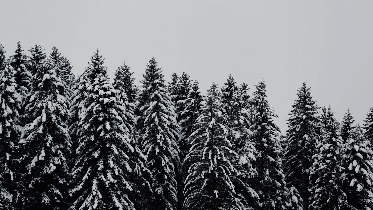 Wallpaper trees, snowbound, snow