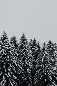 Preview wallpaper trees, snowbound, snow