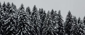 Preview wallpaper trees, snowbound, snow