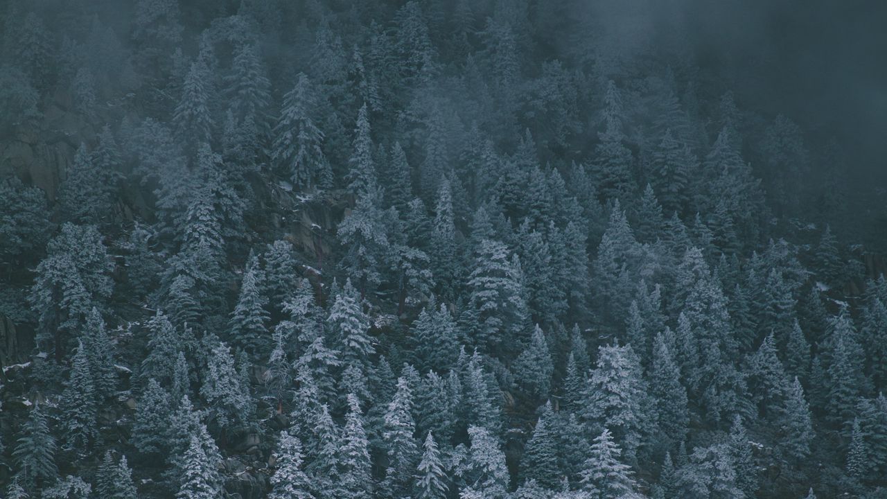 Wallpaper trees, snowy, fog, top view