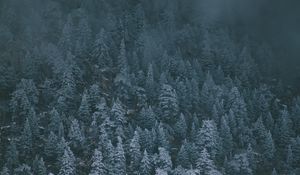 Preview wallpaper trees, snowy, fog, top view