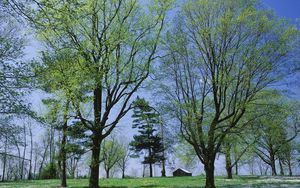 Preview wallpaper trees, spring, flowering, leaves, kidneys, house