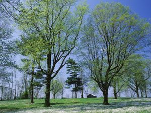 Preview wallpaper trees, spring, flowering, leaves, kidneys, house