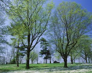 Preview wallpaper trees, spring, flowering, leaves, kidneys, house