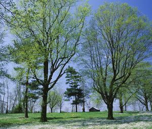 Preview wallpaper trees, spring, flowering, leaves, kidneys, house