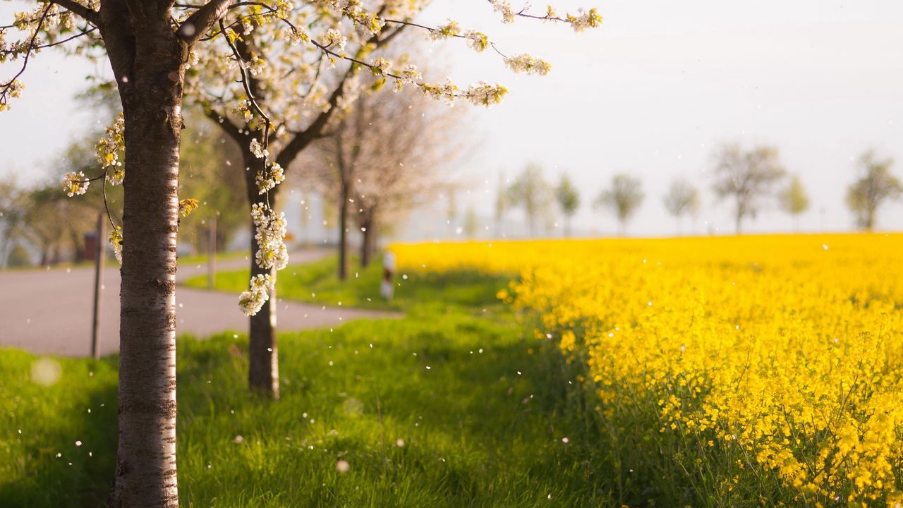 Wallpaper trees, spring, flowering, field, yellow, petals