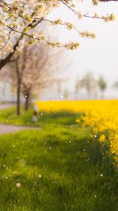 Preview wallpaper trees, spring, flowering, field, yellow, petals