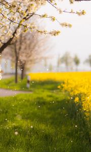 Preview wallpaper trees, spring, flowering, field, yellow, petals