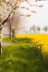 Preview wallpaper trees, spring, flowering, field, yellow, petals