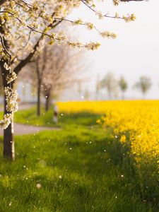 Preview wallpaper trees, spring, flowering, field, yellow, petals