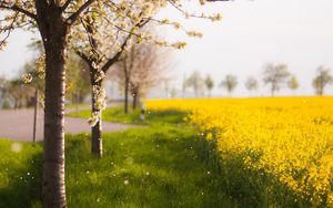 Preview wallpaper trees, spring, flowering, field, yellow, petals