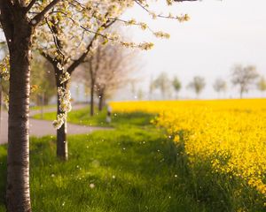 Preview wallpaper trees, spring, flowering, field, yellow, petals