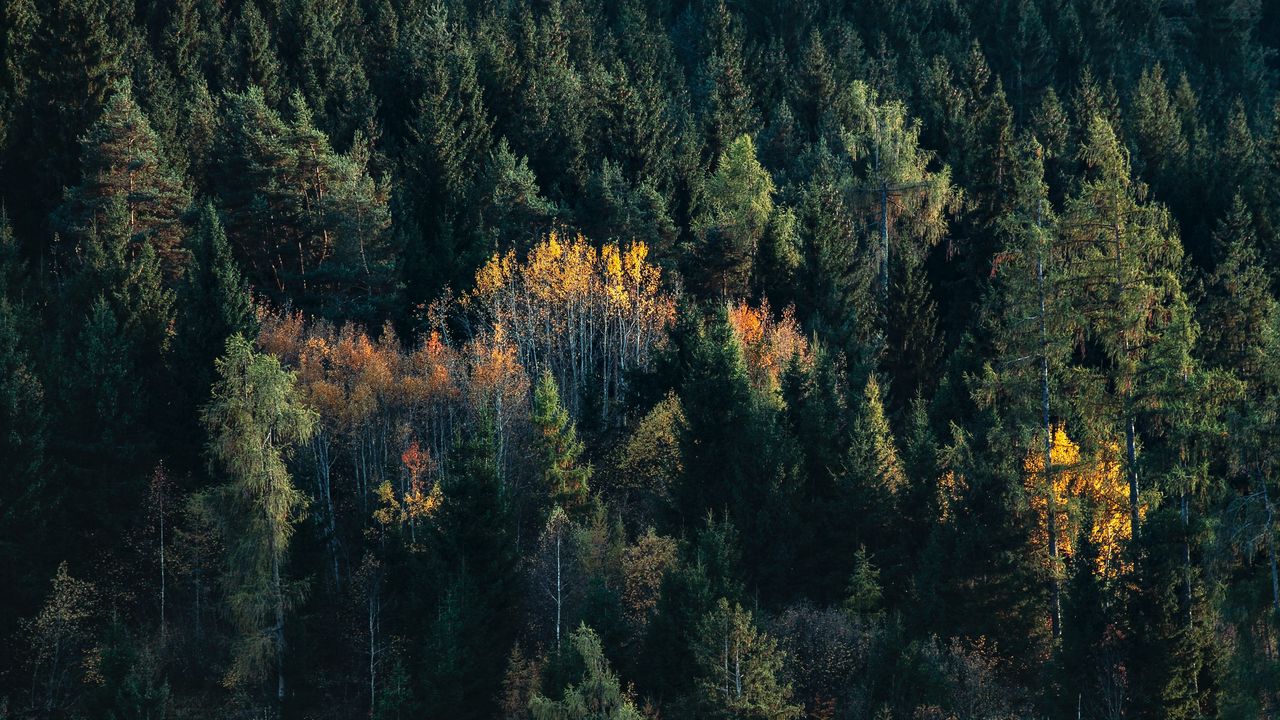 Wallpaper trees, spruce, birch, forest