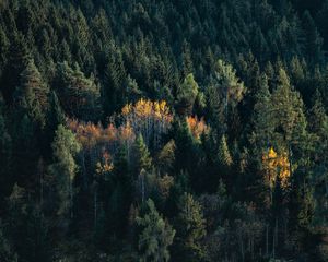 Preview wallpaper trees, spruce, birch, forest