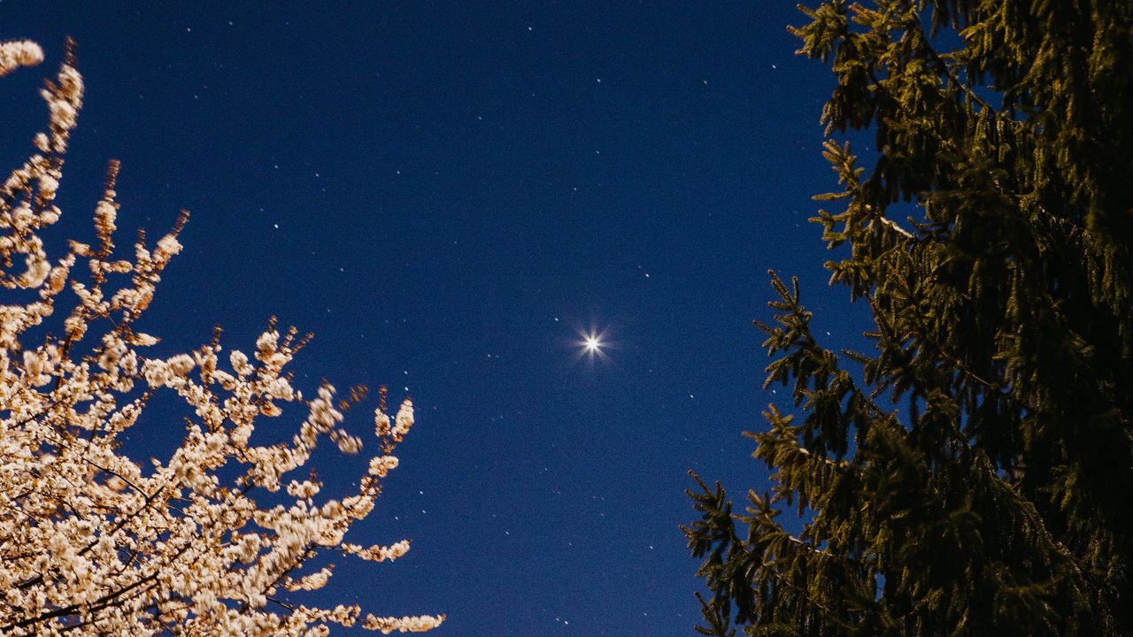 Wallpaper trees, spruce, bloom, starry sky