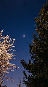 Preview wallpaper trees, spruce, bloom, starry sky