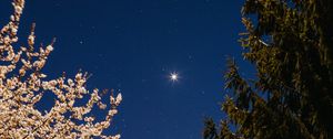 Preview wallpaper trees, spruce, bloom, starry sky