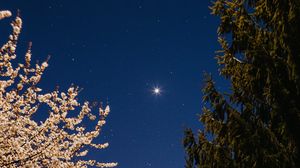 Preview wallpaper trees, spruce, bloom, starry sky