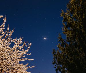 Preview wallpaper trees, spruce, bloom, starry sky