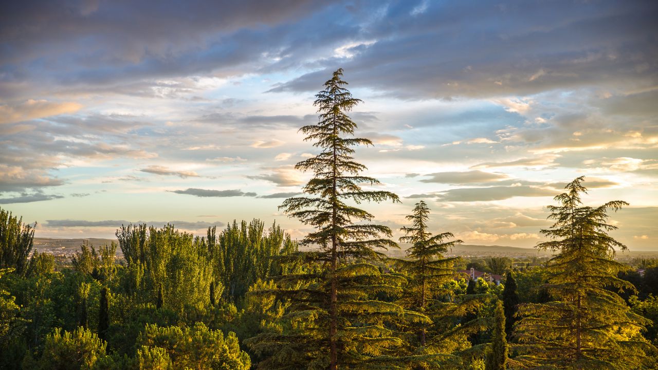 Wallpaper trees, spruce, forest, sky