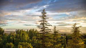 Preview wallpaper trees, spruce, forest, sky
