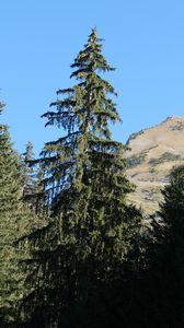 Preview wallpaper trees, spruce, mountain, landscape, nature