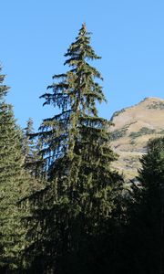 Preview wallpaper trees, spruce, mountain, landscape, nature