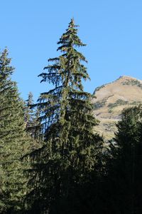 Preview wallpaper trees, spruce, mountain, landscape, nature