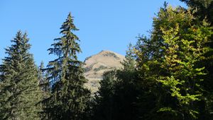Preview wallpaper trees, spruce, mountain, landscape, nature