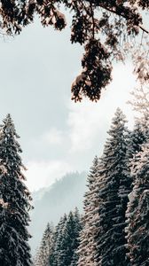 Preview wallpaper trees, spruce, snow, winter, landscape