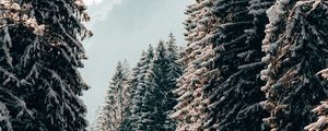 Preview wallpaper trees, spruce, snow, winter, landscape