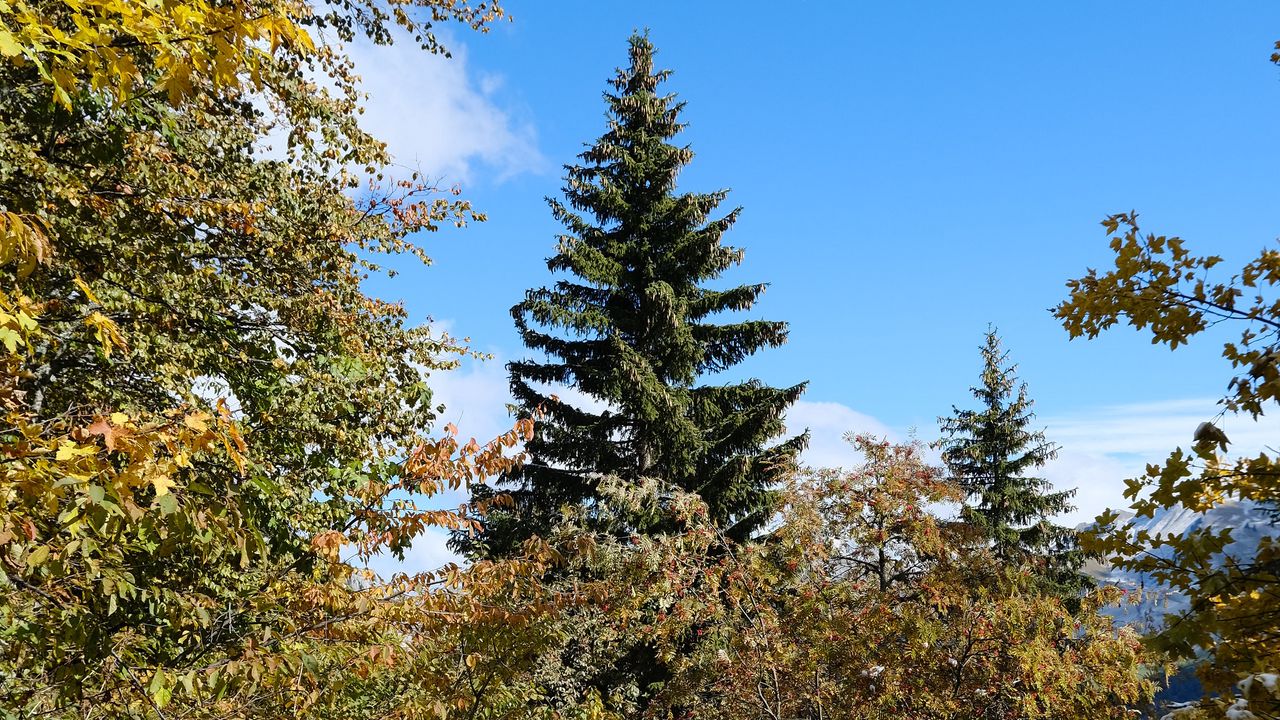 Wallpaper trees, spruce, snow, nature