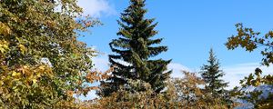 Preview wallpaper trees, spruce, snow, nature