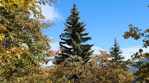 Preview wallpaper trees, spruce, snow, nature