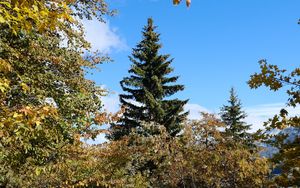 Preview wallpaper trees, spruce, snow, nature