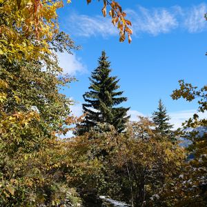 Preview wallpaper trees, spruce, snow, nature