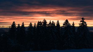 Preview wallpaper trees, spruce, sunset, snow, dusk, winter
