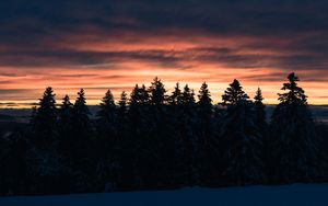 Preview wallpaper trees, spruce, sunset, snow, dusk, winter