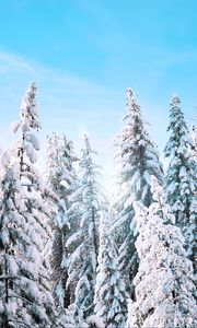 Preview wallpaper trees, spruce, winter