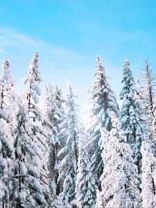 Preview wallpaper trees, spruce, winter