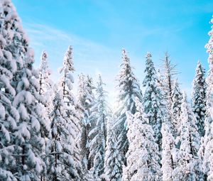 Preview wallpaper trees, spruce, winter