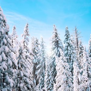 Preview wallpaper trees, spruce, winter