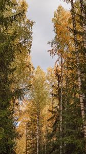 Preview wallpaper trees, spruces, birches, forest