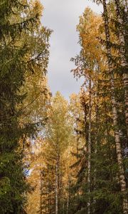 Preview wallpaper trees, spruces, birches, forest