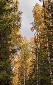 Preview wallpaper trees, spruces, birches, forest